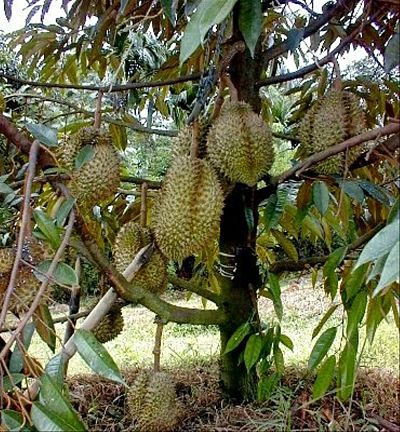 Tips Budidaya Durian Menggunakan Pupuk Jimmy Hantu Tips Budidaya Durian Menggunakan Pupuk Jimmy Hantu