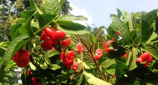 Jenis Tanaman Jambu Air & Keunggulanya Jenis Tanaman Jambu Air & Keunggulanya