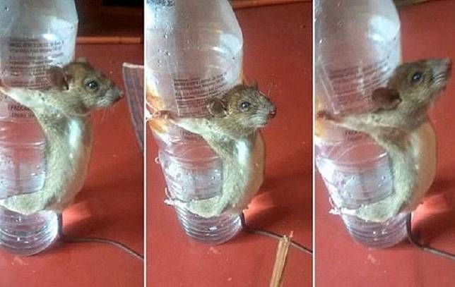Astaghfirullah, Tikus Ini Diikat dan Disiksa Karena Dituduh Makan Kabel! Astaghfirullah, Tikus Ini Diikat dan Disiksa Karena Dituduh Makan Kabel!