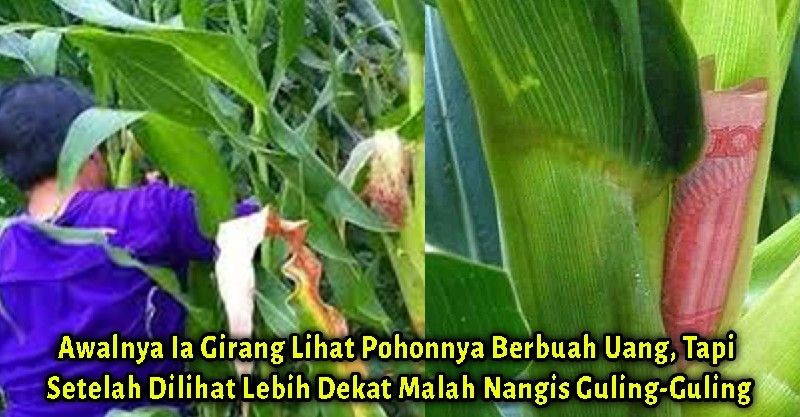 Awalnya Ia Girang Lihat Pohonnya Berbuah Uang, Tapi Setelah Dilihat Lebih Dekat Malah Nangis Guling-Guling Awalnya Ia Girang Lihat Pohonnya Berbuah Uang, Tapi Setelah Dilihat Lebih Dekat Malah Nangis Guling-Guling