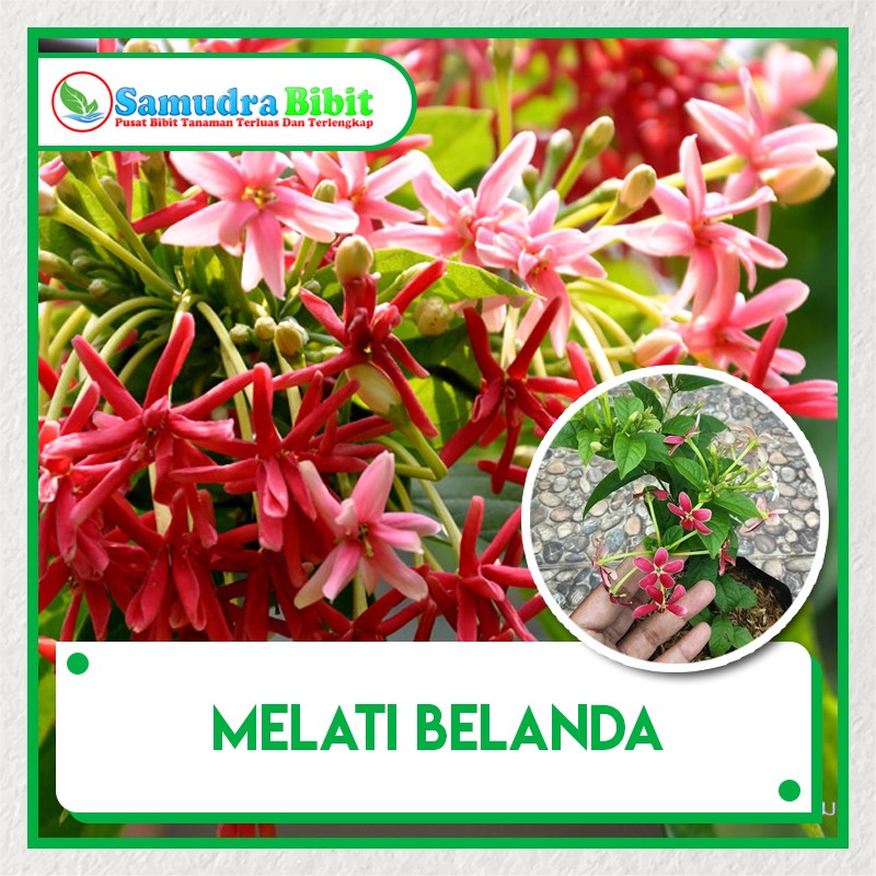 Bibit Tanaman Melati Belanda