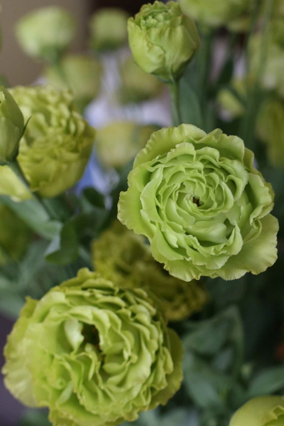  bunga  lisianthus mawar  tak  berduri 