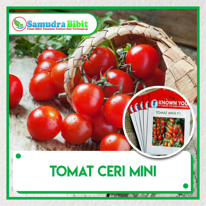  Bibit  Tanaman  Tomat  Ceri Mini