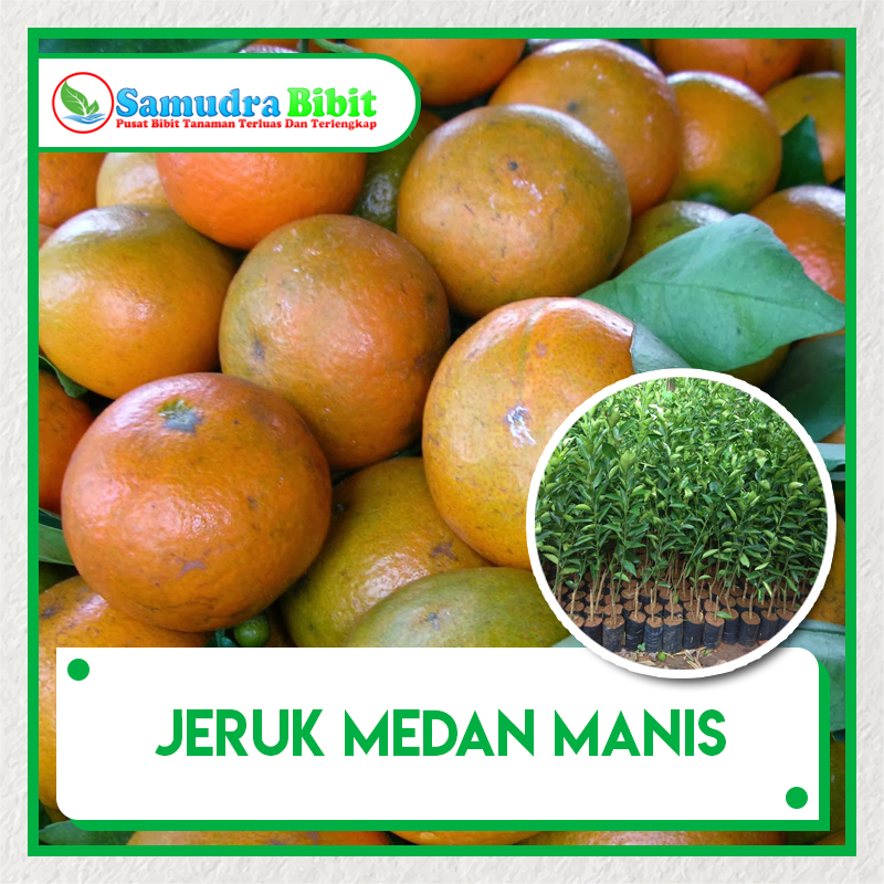  Bibit Tanaman Jeruk Medan Manis