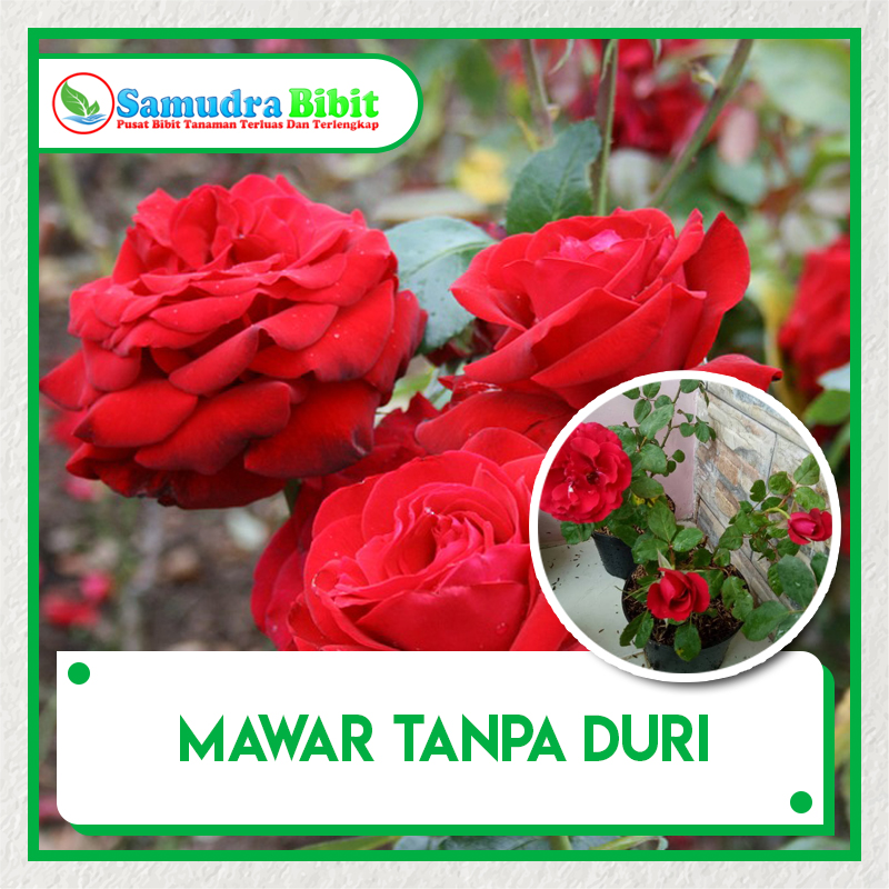 Bibit Tanaman Bunga Mawar Tanpa Duri 