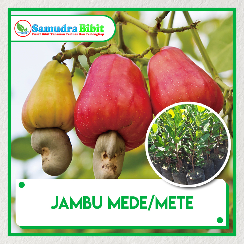  Bibit  Tanaman  Jambu  Mede Mete 