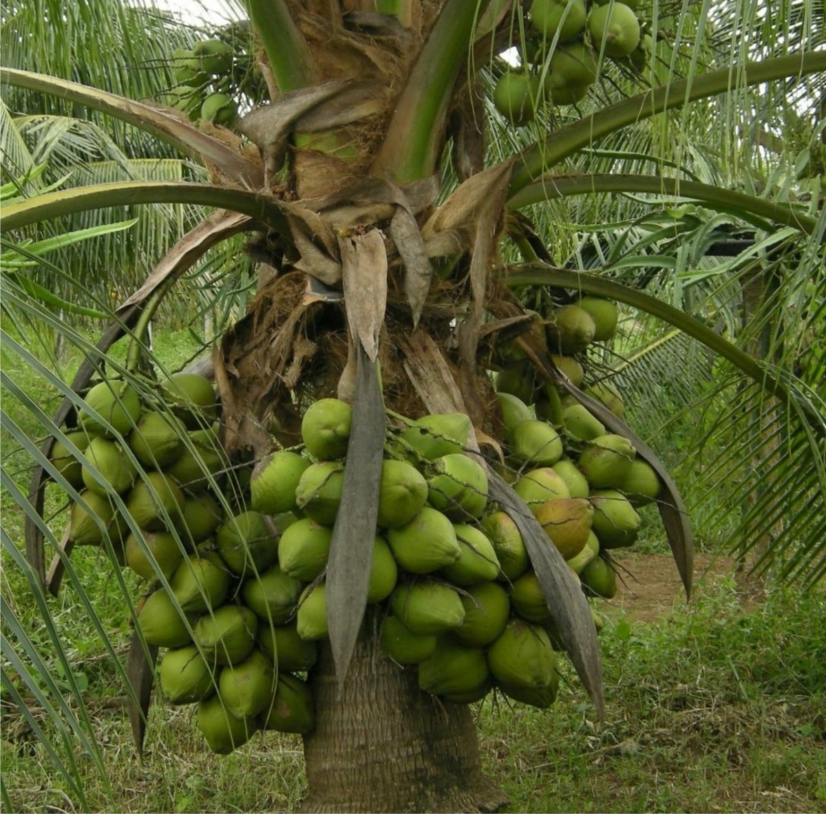 Bibit Tanaman Kelapa Kopyor