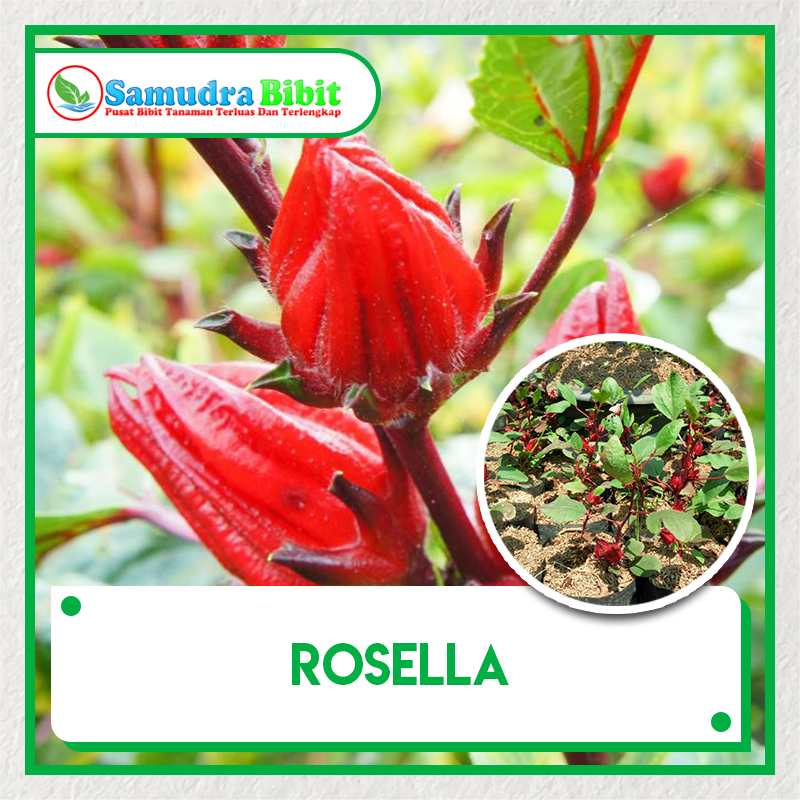  Bibit  Tanaman Rosella 