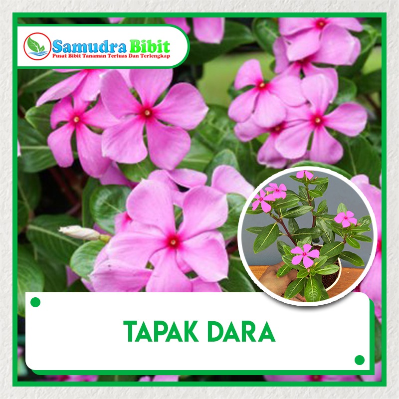 Bibit Tanaman  Tapak Dara