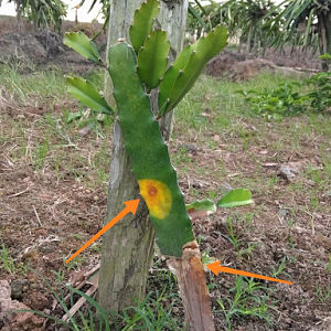 Cara Mudah Budidaya  Buah Naga di Dalam Pot Agar  Tumbuh  