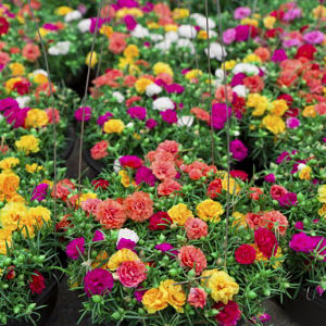 Benih Moss Rose Flower Mix Color