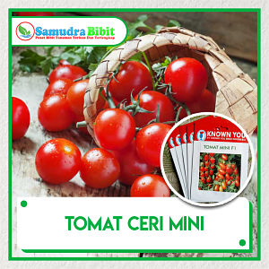 Bibit Tanaman  Tomat Ceri Mini 