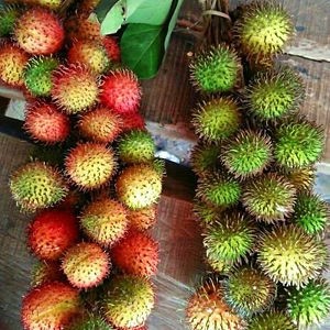 Bibit Tanaman Rambutan  Rapiah 