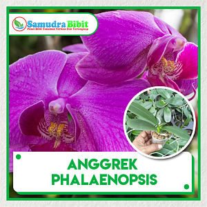 Bibit Tanaman Anggrek Phalaenopsis
