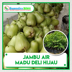 Bibit Tanaman Jambu  Air  Madu Deli Hijau 