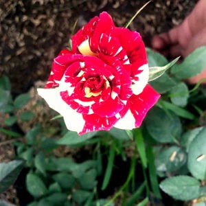  Bibit  Tanaman Bunga  Mawar  Batik 