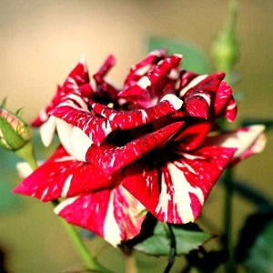 Bibit  Tanaman Bunga  Mawar  Batik 