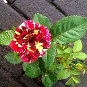Bibit Tanaman Bunga  Mawar  Batik 