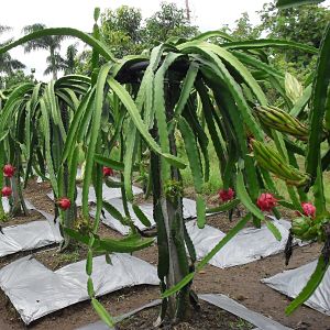 Cara Mudah Budidaya  Buah  Naga  di Dalam  Pot  Agar  Tumbuh 