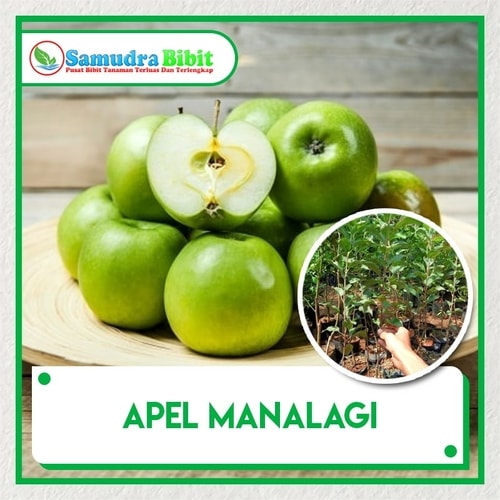  Bibit  Tanaman  Apel Manalagi