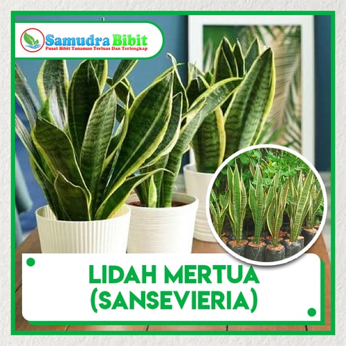 Bibit Tanaman Hias Lidah  Mertua  Sansevieria 