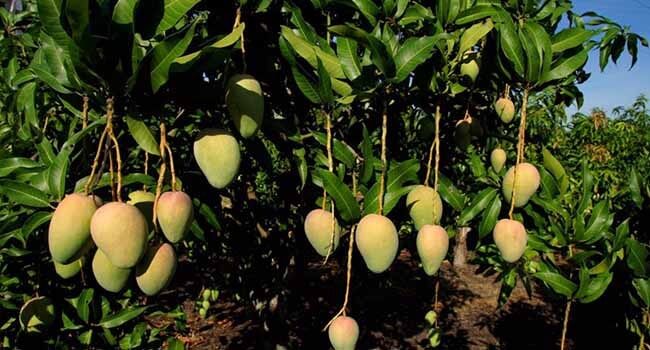 Jenis Jenis Buah Mangga 19 Jenis Bibit Mangga Rekomendasi Untuk Dikoleksi