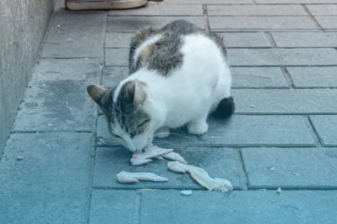 Condition of stray cats in Tangerang traditional market