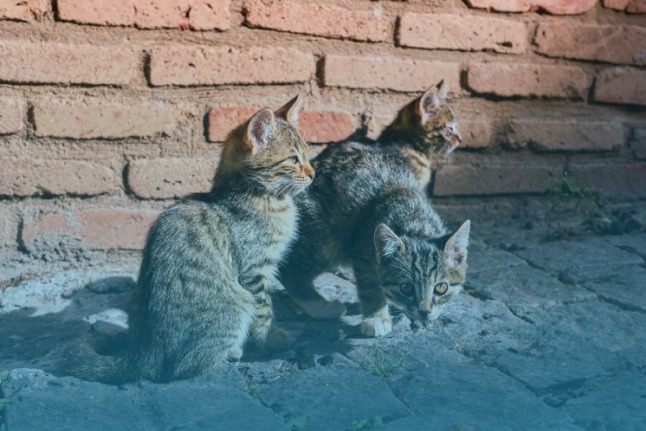 Program street feeding untuk kucing liar di pasar