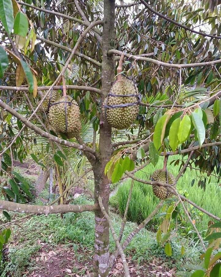 101+ Gambar Tanaman Durian Montong Paling Keren